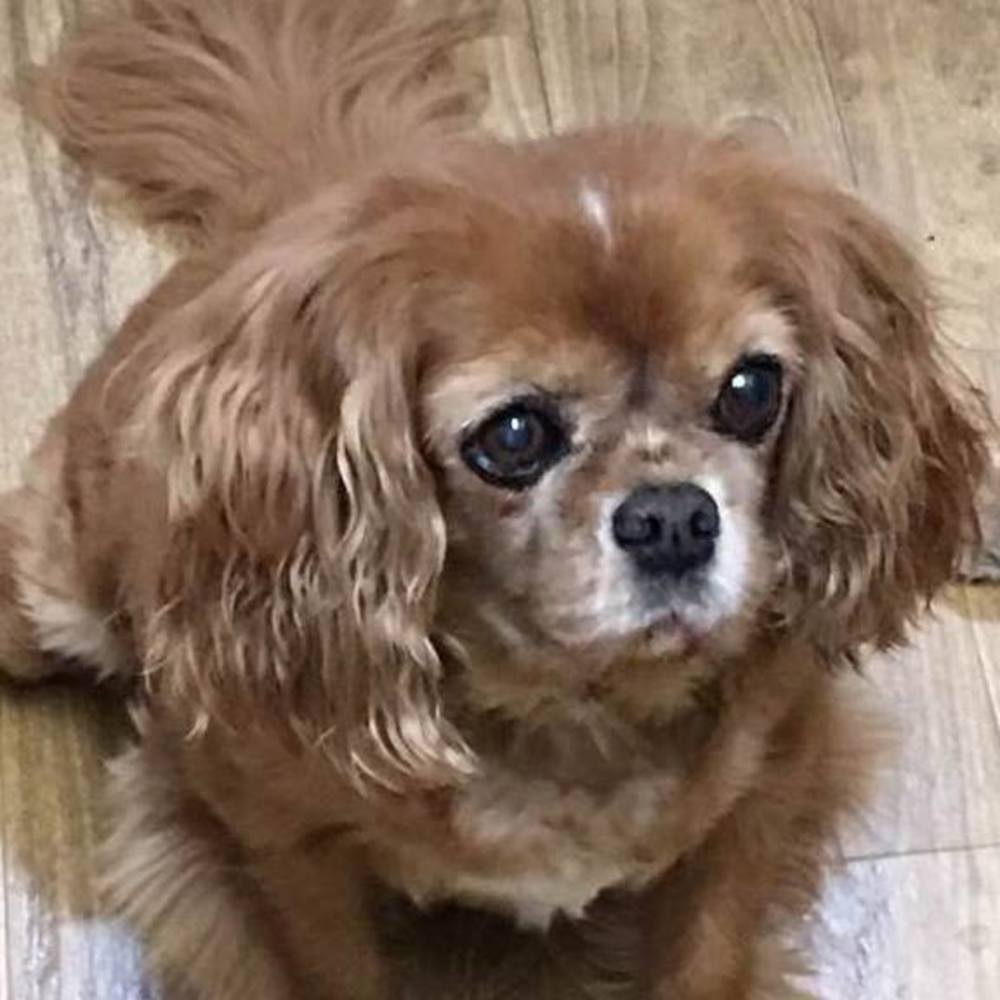 Meet your Posher, Judy